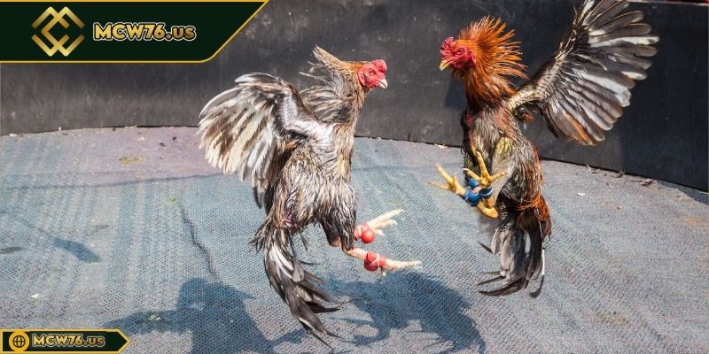 Đá Gà Thomo Vs BJ88 - Hướng Dẫn Lựa Chọn Hình Thức Phù Hợp