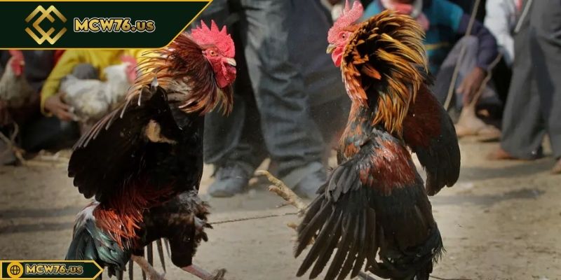 Đá Gà Thomo Vs BJ88 - Hướng Dẫn Lựa Chọn Hình Thức Phù Hợp