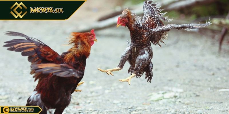 Đá Gà Thomo - Bí Quyết Thắng Cược Tại Đấu Trường Campuchia